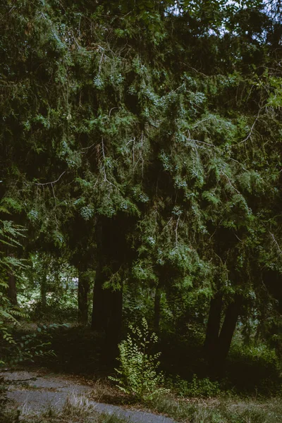 Τοπίο Στο Πάρκο Κορμοί Δέντρων Και Φύλλωμα Μαλακή Εστίαση — Φωτογραφία Αρχείου