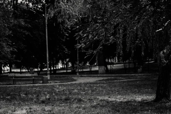 Foto Arte Preto Branco Parque Árvores Folhagem Cores Monocromáticas — Fotografia de Stock