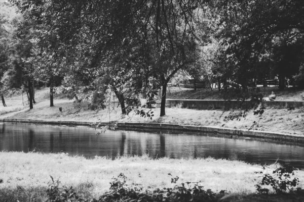 Landschaft Park Großer Teich Baumstämme Und Laub Kunstfoto Schwarz Weißen — Stockfoto