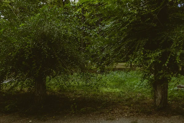 Paisagem Parque Troncos Árvores Folhagem Foco Suave — Fotografia de Stock