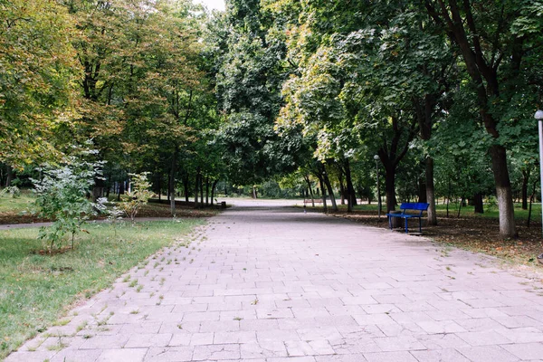 Krajina Parku Kmeny Stromů Listoví Měkké Zaměření — Stock fotografie