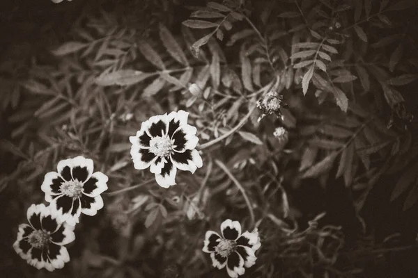 花が咲く 黒と白のタゲテツのパチュラの庭の植物のマクロ写真 — ストック写真