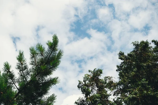 Gyönyörű Kék Kevés Felhővel Zöld Lombozattal Fényes Napos Napon — Stock Fotó
