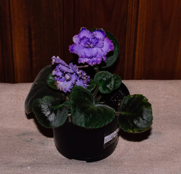 Cerrar Foto Una Planta Interior Violeta Con Flores Púrpuras Hojas —  Fotos de Stock