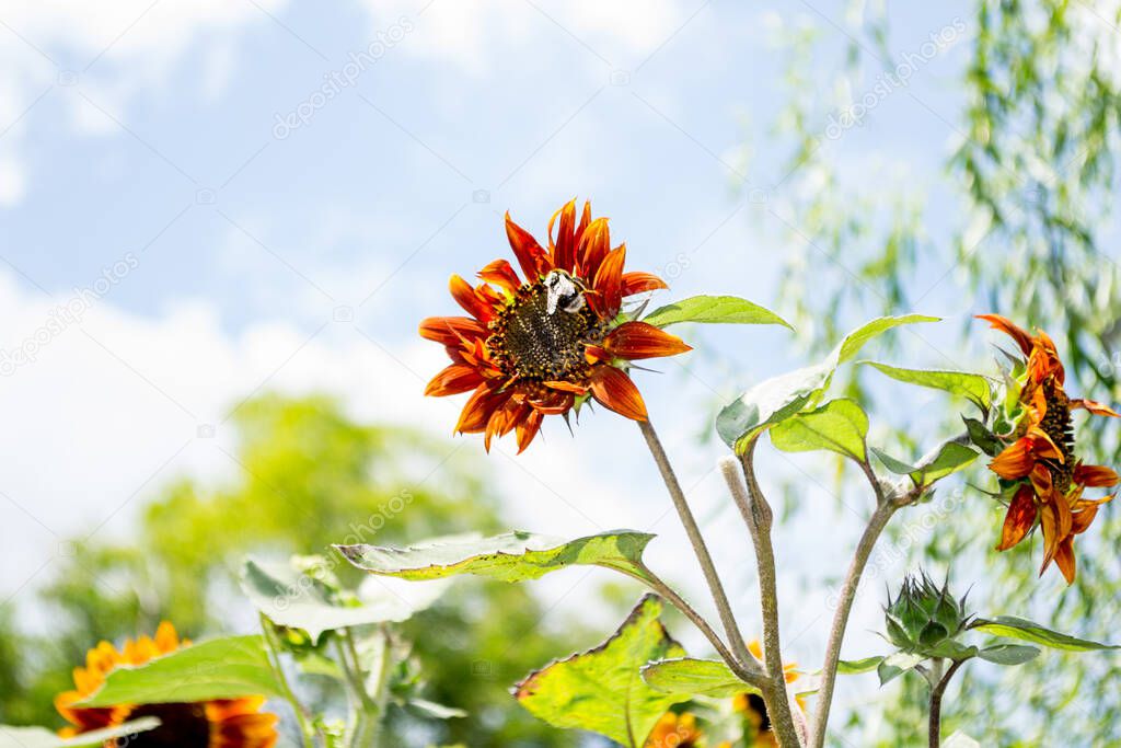 Photo of an Sunflower garden plant with flower in bloom with bumblebee on blue sky background