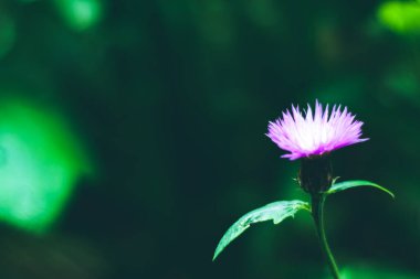 Doğa ilkbaharı, boş kopya alanı ile bulanık arkaplan ve yeşil bokeh ile mor bahçe çiçek