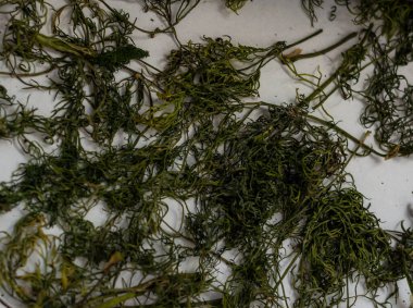 Yenilebilir bitki - Beyaz arka planda kurutulmuş dereotu