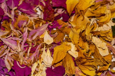 Beyaz arka planda kurumuş gül yaprakları