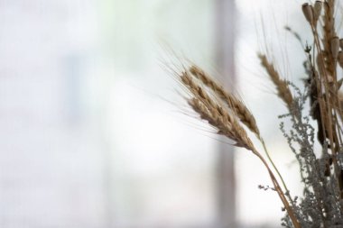 Doğa boş kopya alanı ile bulanık arkaplan ve kuru çimenler, çiçekler ve buğday dikenleri