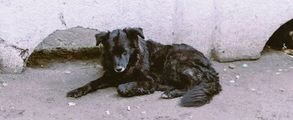 怒り狂った表情でゴミの間の舗装に横たわっている黒いふわふわの通りの犬 — ストック写真