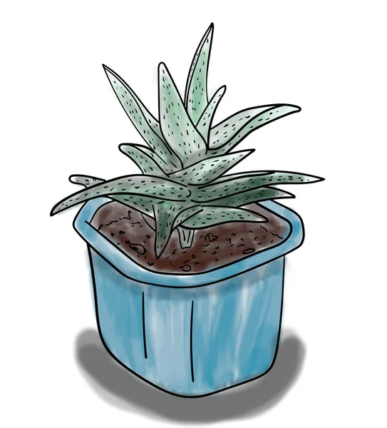 デジタルイラスト 青い鍋に緑のアロエ植物の色のスケッチ アウトラインハンド塗装図面 — ストック写真