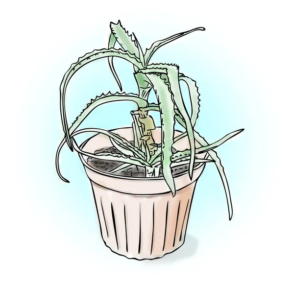 Digital illustration, color sketch of green aloe plant in brown pot on blue background, outline hand painted drawing