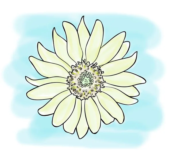 Digitální Ilustrace Barevný Náčrt Žlutého Slunečnicového Květu Modrém Pozadí Obrys — Stock fotografie