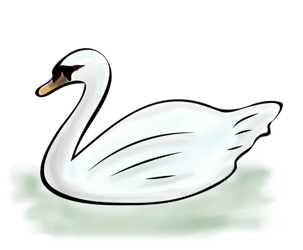 Ilustração Digital Esboço Cores Cisne Branco Esboço Pintado Mão Desenho — Fotografia de Stock