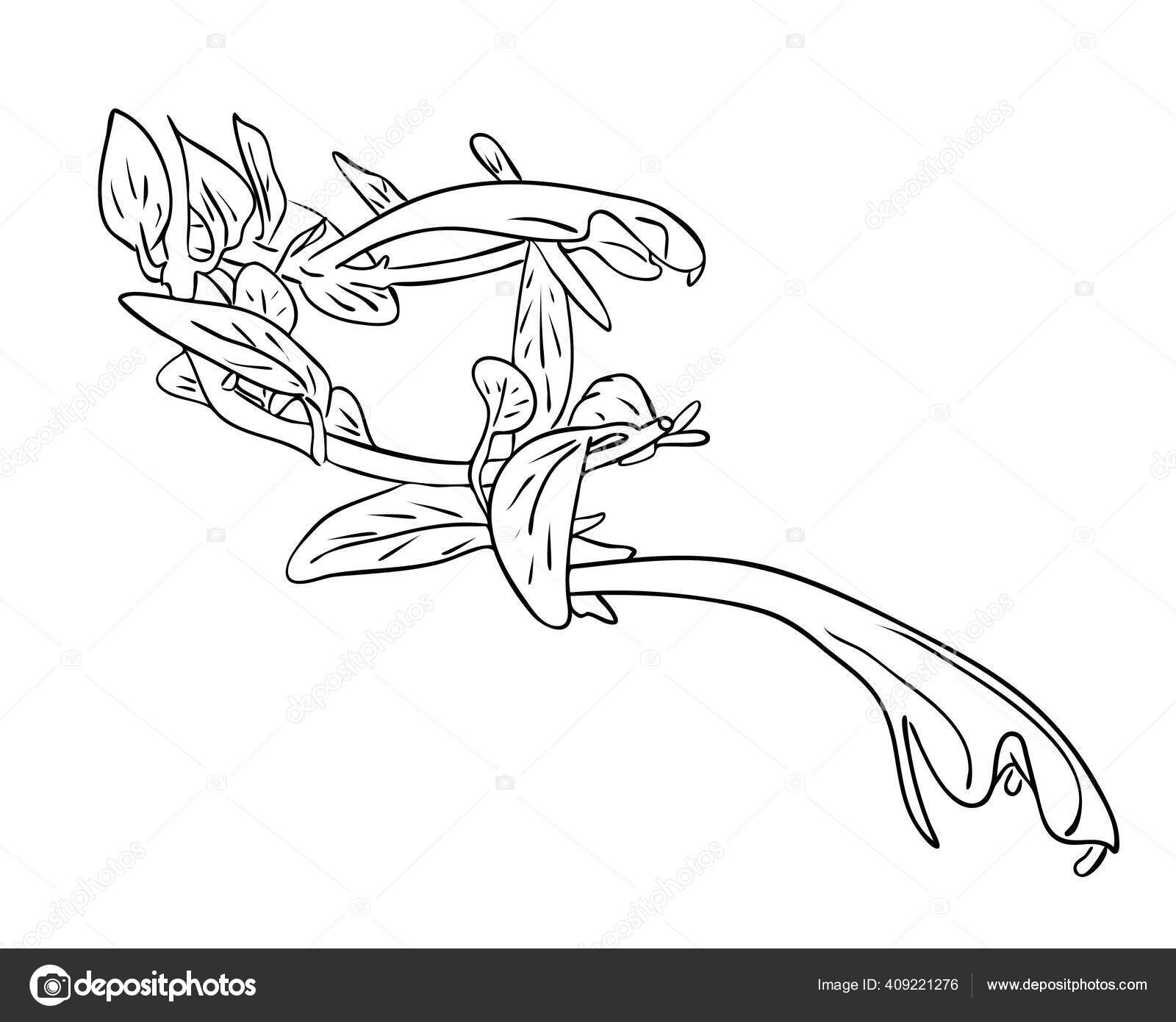 Vektor Ilustrasi Terisolasi Kolumnea Tanaman Rumah Dengan Bunga Dan Daun Stok Vektor C Tilra 409221276