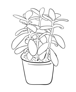 Vektör illüstrasyonu, izole dekoratif Crassula bitkisi siyah beyaz bir tencerede, ana hatlarıyla el çizimi.