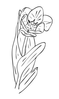 Vektör illüstrasyonu, siyah ve beyaz yapraklı izole lale çiçeği, ana hatlarıyla el çizimi.