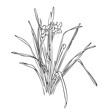 Vektör illüstrasyonu, siyah ve beyaz yapraklı izole narsist çiçek, ana hatlarıyla el çizimi.