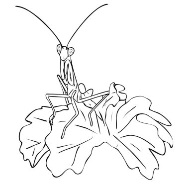 Vektör illüstrasyon, siyah beyaz yapraklı böcek peygamber devesi özgün el çizimi.