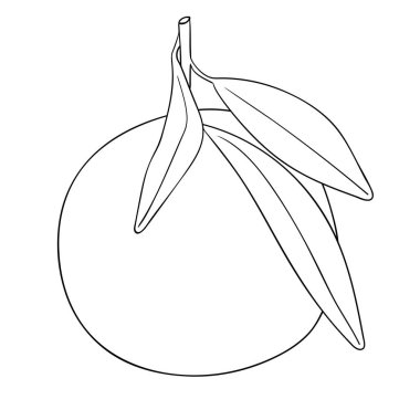 Vektör çizimi, siyah ve beyaz yapraklı izole mandalina meyvesi, özgün el çizimi.