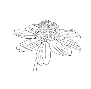 Vektör illüstrasyonu, izole edilmiş rudbeckia çiçeği siyah beyaz renkler, özgün el çizimi