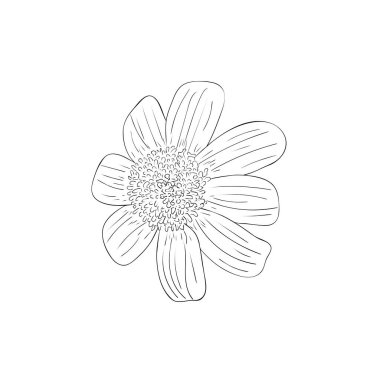 Vektör illüstrasyonu, izole edilmiş rudbeckia çiçeği siyah beyaz renkler, özgün el çizimi