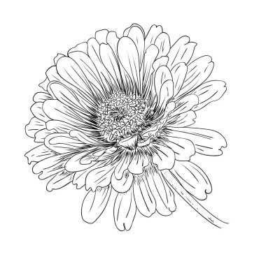 Vektör illüstrasyonu, siyah beyaz renkte izole edilmiş zinnia çiçeği, özgün el çizimi.