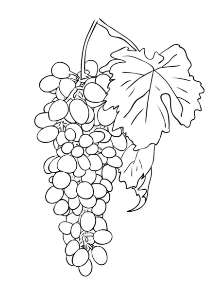 Vektor Ilustrasi Terisolasi Sekelompok Buah Anggur Dengan Daun Dalam Warna - Stok Vektor