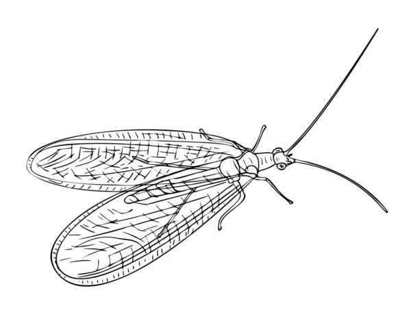 Ilustracja Wektora Pojedyncze Owady Neuroptera Czarno Białych Kolorach Szkic Ręcznie — Wektor stockowy