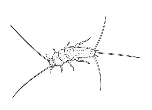 Vector Illustratie Geïsoleerde Vuurbrat Thermobia Domestica Insect Zwart Wit Kleuren — Stockvector