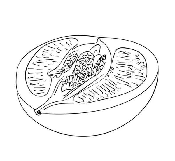 Vektor Illustration Isolerad Hälften Pomelo Frukt Svart Och Vitt Färger — Stock vektor