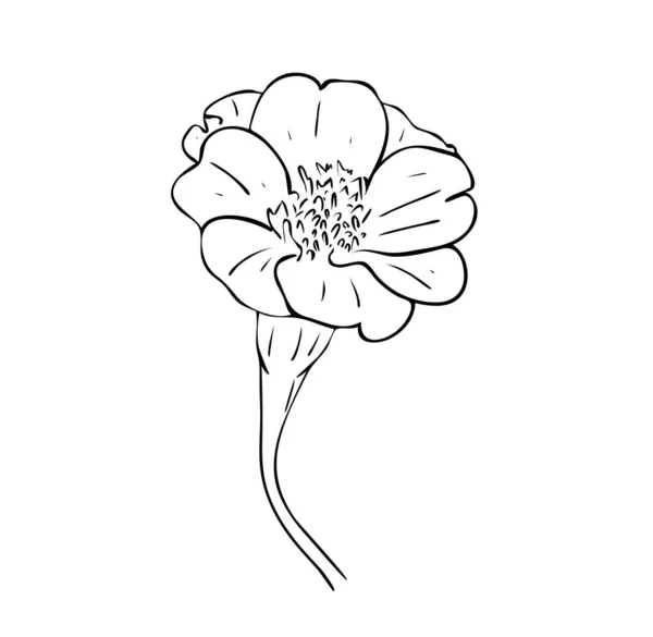 Illustration Vectorielle Fleur Tagetes Isolée Noir Blanc Dessin Peint Main — Image vectorielle