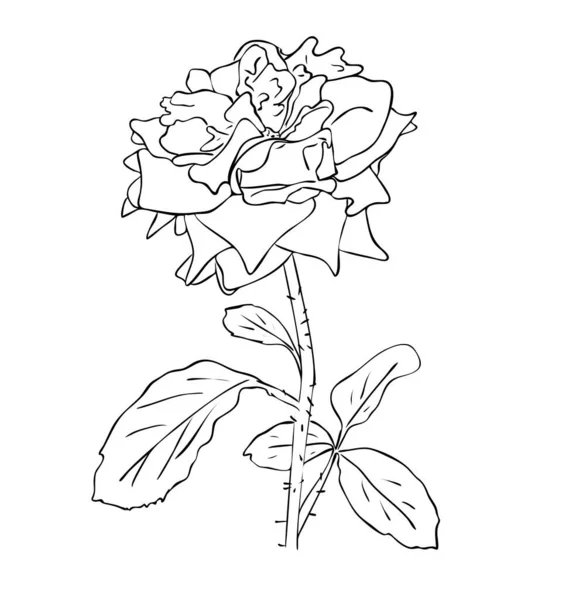ベクトル図 黒と白の色の葉を持つ孤立したバラの花 アウトライン手描き — ストックベクタ