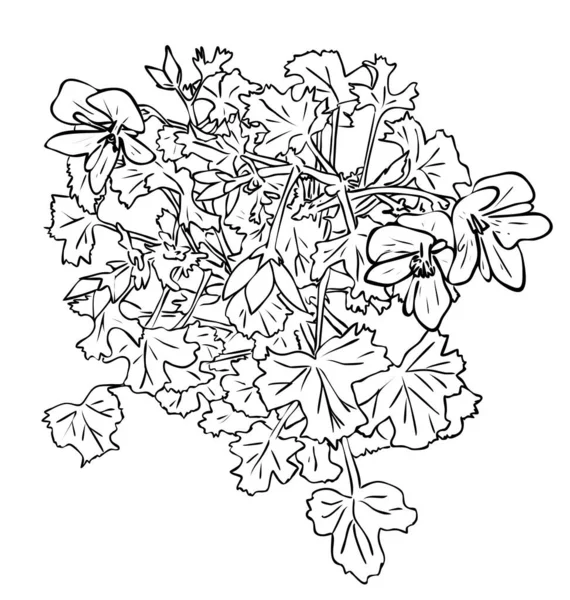 ベクトルイラスト 黒と白の色で葉を持つ孤立したPelargoniumの観葉植物の花 アウトライン手描き — ストックベクタ