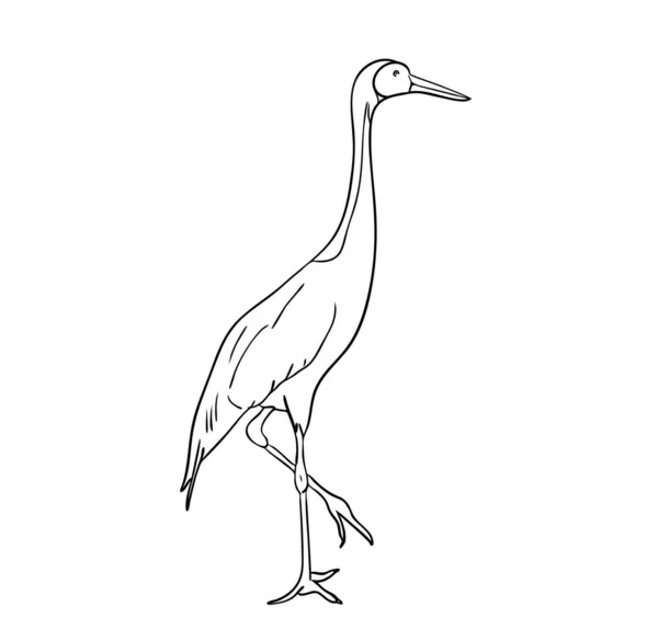 Illustration Vectorielle Oiseau Grue Isolé Noir Blanc Dessin Peint Main — Image vectorielle