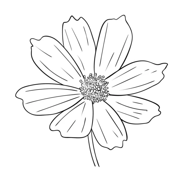 Vektorová Ilustrace Izolovaný Kosmos Květ Černobílých Barvách Obrys Původní Ručně — Stockový vektor