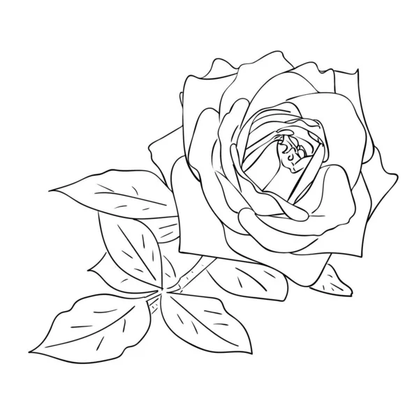 Illustrazione Vettoriale Fiore Rosa Isolato Con Foglie Bianco Nero Contorno — Vettoriale Stock