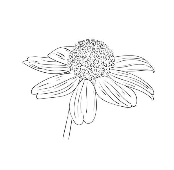 Illustrazione Vettoriale Isolato Fiore Perenne Rudbeckia Bianco Nero Contorno Disegno — Vettoriale Stock