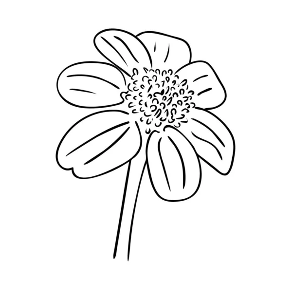 Vector Illustratie Geïsoleerde Vaste Plant Rudbeckia Bloem Zwart Wit Kleuren — Stockvector