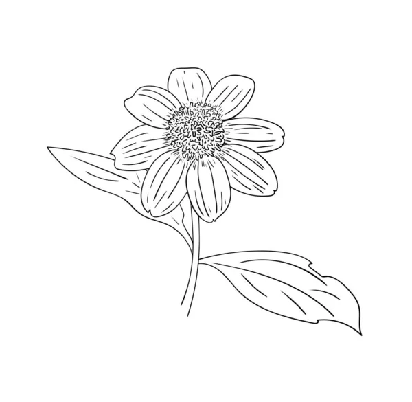 Vector Illustratie Geïsoleerde Vaste Plant Rudbeckia Bloem Zwart Wit Kleuren — Stockvector