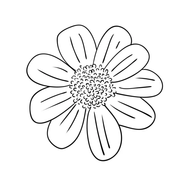 ベクトル図 黒と白の色で隔離された多年生ルドケビアの花 アウトライン元の手描きの図面 — ストックベクタ