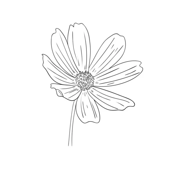 ベクトル図 黒と白の色で隔離されたコスモスの花 アウトラインオリジナル手描き — ストックベクタ