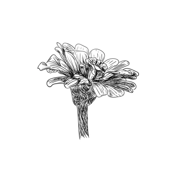 Ilustración Vectorial Dibujo Flores Zinnia Aisladas Colores Blanco Negro Dibujo — Vector de stock