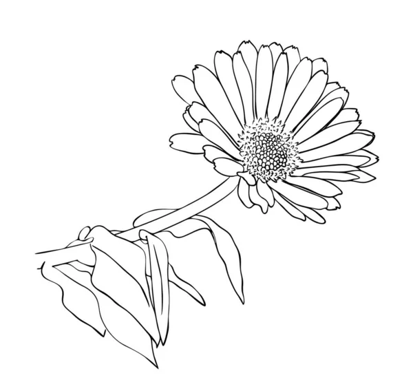 Flor De Cempasuchilストックベクター ロイヤリティフリーflor De Cempasuchilイラスト ページ 10 Depositphotos