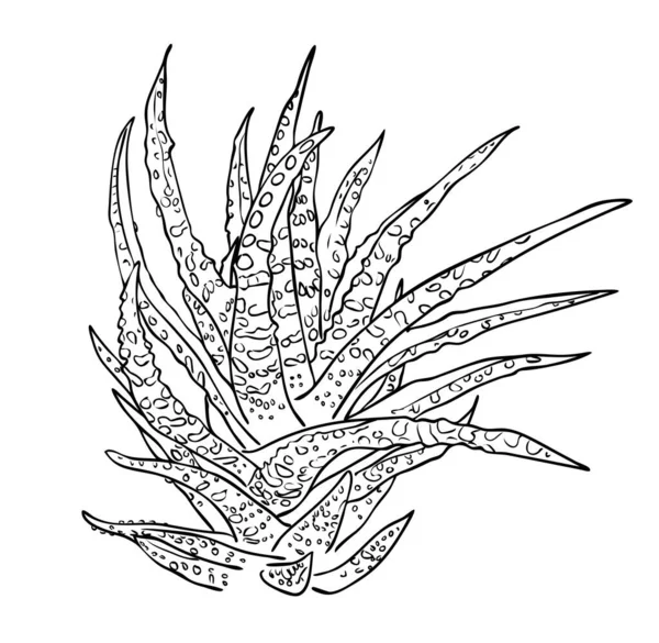 Vector illustration, isolated decorative aloe houseplant in black and white colors, outline hand painted drawing — Stock Illustration Vector Illustration Isolated Decorative Aloe Houseplant Black White Colors Outline Stock Illustration