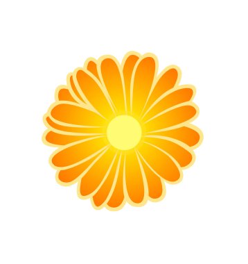 Vektör çizimi, düz çizgi film turuncu parlak kadife çiçeği beyaz arkaplanda izole edilmiş.