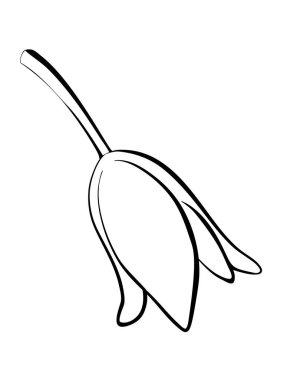 Vektör illüstrasyonu, lale çiçeği siyah beyaz renkler