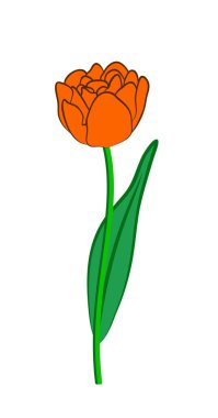 Vektör illüstrasyon, düz çizgi film turuncu lale çiçeği yeşil saplı ve beyaz arkaplanda yaprak izole