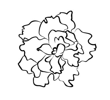 Vektör illüstrasyonu, izole edilmiş menekşe azizi çiçeği siyah ve beyaz renklerde