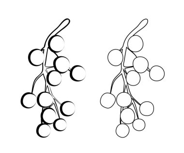 Vektör illüstrasyonu, siyah beyaz renkli üzümler.